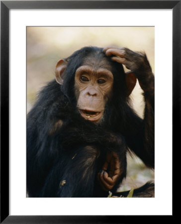 One Of The Many Chimpanzees Studied By Jane Goodall At Gombe Stream National Park by Kenneth Love Pricing Limited Edition Print image