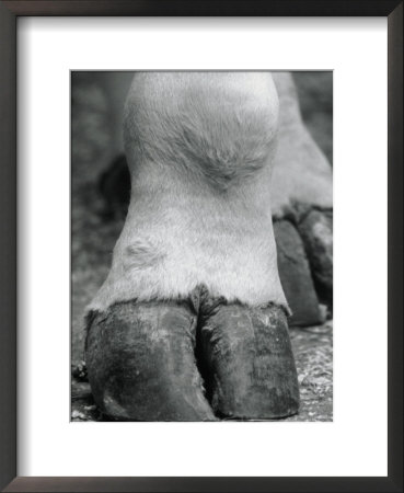 Close-Up Of Camel's Foot by Henry Horenstein Pricing Limited Edition Print image