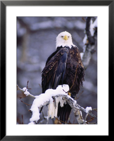 Bald Eagle, Chilkat River, Ak by Elizabeth Delaney Pricing Limited Edition Print image