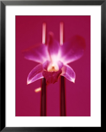Pink Orchid (Phalaenopsis) As Table Decoration by Hartmut Kiefer Pricing Limited Edition Print image