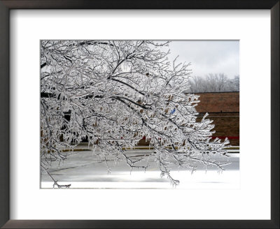 Tree Branches After An Ice Storm by Dennis Macdonald Pricing Limited Edition Print image