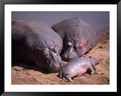 Hippos On Bank Of Mara River, Kenya by Michele Burgess Pricing Limited Edition Print image