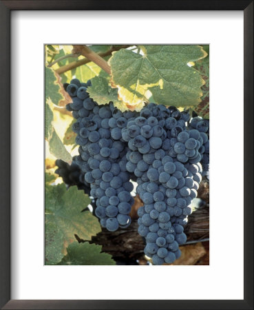 Wine Grapes, Vineyard, Ca by Mark Gibson Pricing Limited Edition Print image