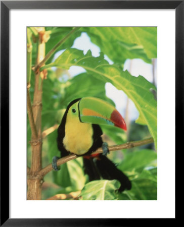Toucan Perched On A Branch by Stuart Westmoreland Pricing Limited Edition Print image