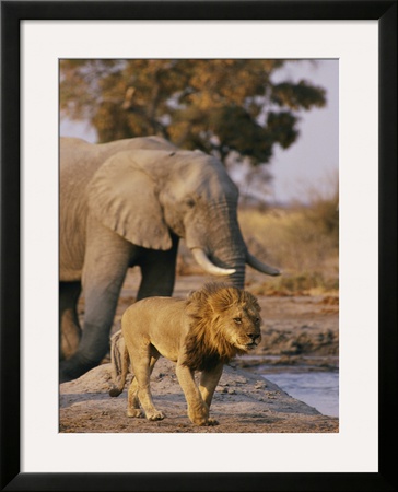 African Elephant And Lion At A Water Hole In Chobe National Park by Beverly Joubert Pricing Limited Edition Print image