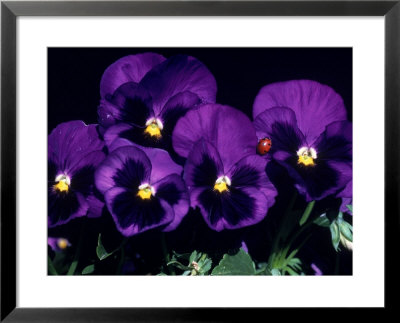 Pansies by Bill Whelan Pricing Limited Edition Print image