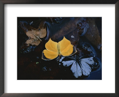 Two Migratory Butterflies Floating On The Surface Of A Pool Of Water by Annie Griffiths Belt Pricing Limited Edition Print image