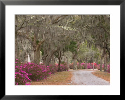 Bonaventure Cemetery With Moss Draped Oak, Dogwoods And Azaleas, Savannah, Georgia, Usa by Joanne Wells Pricing Limited Edition Print image