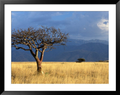 A Lone Tree In The Grasslands Of Nechisar National Park, Ethiopia by Janis Miglavs Pricing Limited Edition Print image