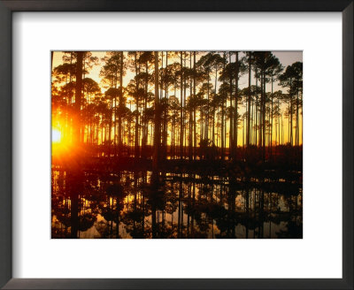 Sunset On The Road From Tallahassee In Wakulla Springs State Park,Florida by Jon Davison Pricing Limited Edition Print image