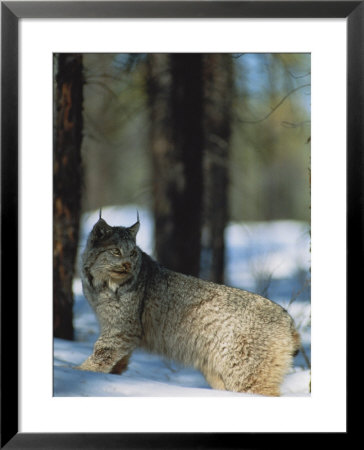 A Canadian Lynx by Paul Nicklen Pricing Limited Edition Print image