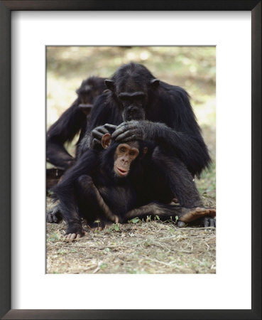 Two Chimpanzees Groom Each Other In Gombe Stream National Park by Kenneth Love Pricing Limited Edition Print image