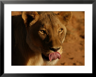 Female Lion With Tongue Out, Namibia, South Africa by Keith Levit Pricing Limited Edition Print image