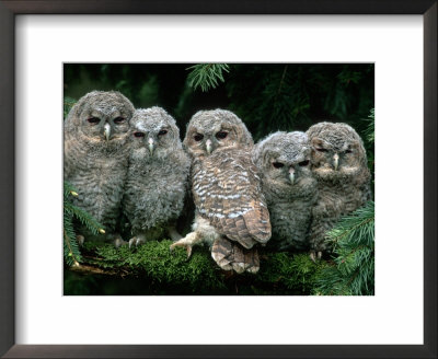 Five Young Tawny Owls, Germany by Delpho Pricing Limited Edition Print image