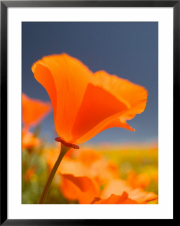 Poppies In Spring Bloom, Lancaster, California, Usa by Terry Eggers Pricing Limited Edition Print image