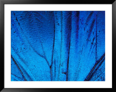 Detail Of Blue Morpho Wing, Barro Colorado Island, Panama by Christian Ziegler Pricing Limited Edition Print image