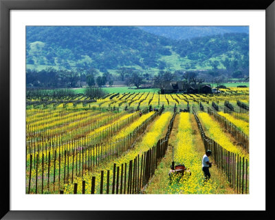 Farmer In A Vineyard In Early Spring, Napa Valley, United States Of America by Jerry Alexander Pricing Limited Edition Print image