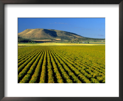 Field Of St. John's Wort, Oregon by Inga Spence Pricing Limited Edition Print image