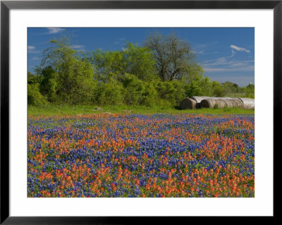 Blue Bonnets And Indian Paintbrush With Oak Trees In Distance, Near Independence, Texas, Usa by Darrell Gulin Pricing Limited Edition Print image