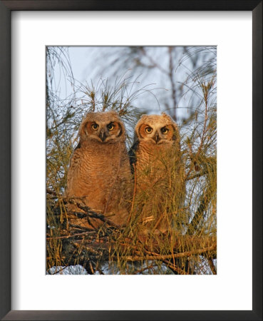 Great Horned Owlets On Tree Limb, De Soto, Florida, Usa by Arthur Morris Pricing Limited Edition Print image