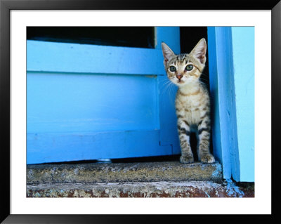 Kitten Standing In Doorway, Apia, Samoa by Will Salter Pricing Limited Edition Print image