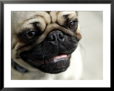 Pug Dog by Bartomeu Amengual Pricing Limited Edition Print image