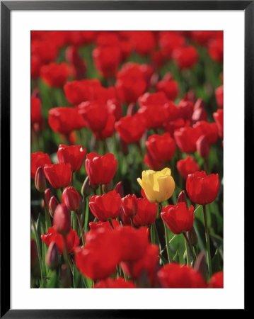 Yellow Tulip In Field Of Red Tulips by Wood Sabold Pricing Limited Edition Print image