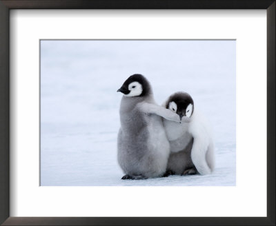 Emperor Penguin Chicks, Snow Hill Island, Weddell Sea, Antarctica, Polar Regions by Thorsten Milse Pricing Limited Edition Print image