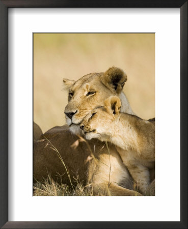 Lioness And Cub Showing Affection, Masai Mara Game Reserve, Kenya, East Africa, Africa by James Hager Pricing Limited Edition Print image