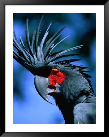 Black Cockatoo In Taman Burung Bali Bird Park, Batubulan, Indonesia by Paul Beinssen Pricing Limited Edition Print image