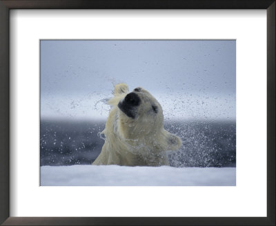 Polar Bear Shakes Off The Water As He Pulls Himself Onto The Ice by Paul Nicklen Pricing Limited Edition Print image