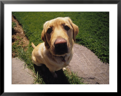 Close-Up Of Dog Outside by Bruce Ando Pricing Limited Edition Print image