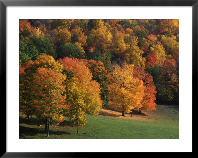 West Virginia, Autumn Trees by Robert Finken Pricing Limited Edition Print image
