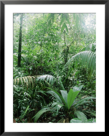 Rain Forest, Costa Rica by Lynn M. Stone Pricing Limited Edition Print image