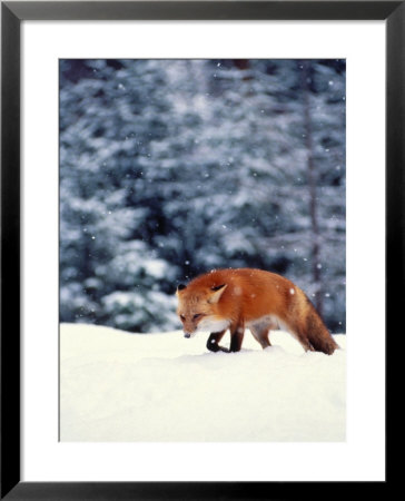 Red Fox In Snowy Woods by John Luke Pricing Limited Edition Print image