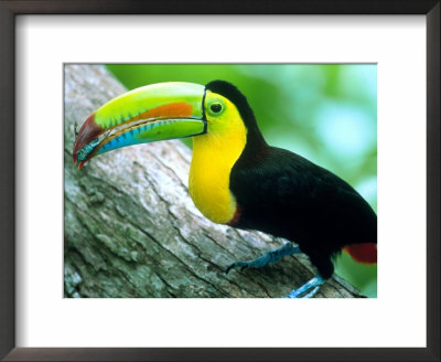 Keel Billed Toucan With A Cicada, Borro Colorado Island, Panama by Christian Ziegler Pricing Limited Edition Print image