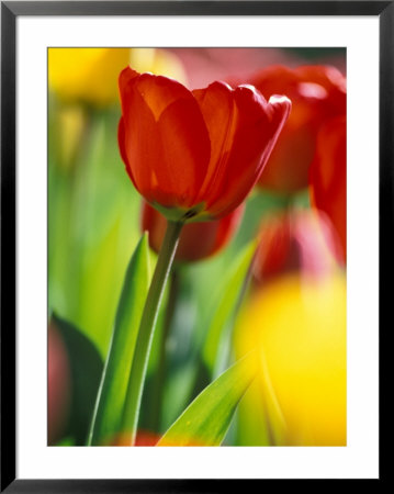 Tulips At Roozengaarde Display Garden, Mount Vernon, Skagit Valley, Washington, Usa by William Sutton Pricing Limited Edition Print image
