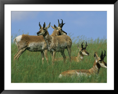A Group Of Pronghorns In Buffalo Gap National Grassland by Annie Griffiths Belt Pricing Limited Edition Print image