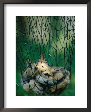 Red Fox (Vulpes Vulpes) In A Soft Trap by Joel Sartore Pricing Limited Edition Print image