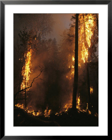 When Flames Crown Into Treetops, Its Usually A Brief Show by Mark Thiessen Pricing Limited Edition Print image