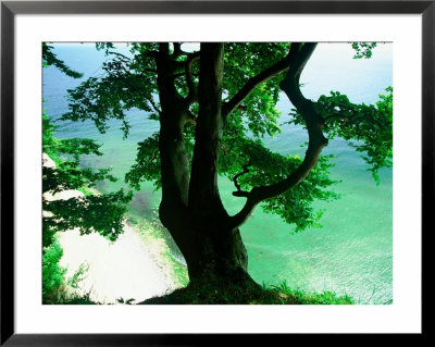 Deep Green Tree And Green-Tinted Sea, Jasmund National Park, Island Of Ruegen, Germany by Christian Ziegler Pricing Limited Edition Print image