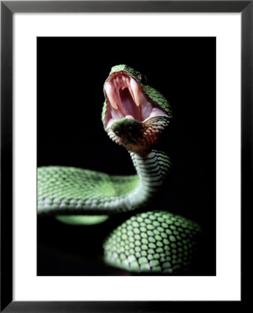Green Bush Viper (Atheris Squamiger) Africa by Gary Mcvicker Pricing Limited Edition Print image