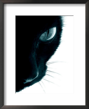 Cat Perspective by Lara Jade Coton Pricing Limited Edition Print image