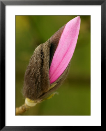 Magnolia Caerhays Belle, Close-Up Of Opening Bud, March by Susie Mccaffrey Pricing Limited Edition Print image