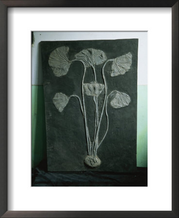 A Fossil Of A Crinoid, A Type Of Sea Lily That Lived In The Sea by O. Louis Mazzatenta Pricing Limited Edition Print image