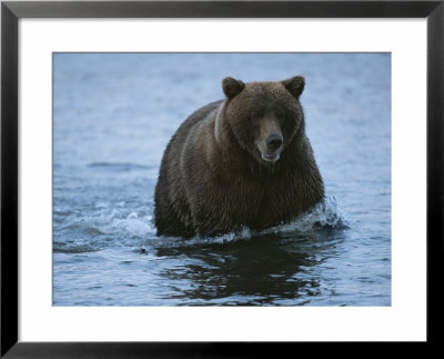 An Alaskan Brown Bear In A Body Of Water by Roy Toft Pricing Limited Edition Print image