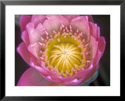 Waterlily, Naples Botanical Garden, Naples, Florida, Usa by Rob Tilley Pricing Limited Edition Print image