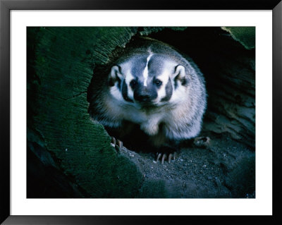 North American Badger (Melinae) In Captivity, Toronto Zoo, Toronto, Canada by John Hay Pricing Limited Edition Print image