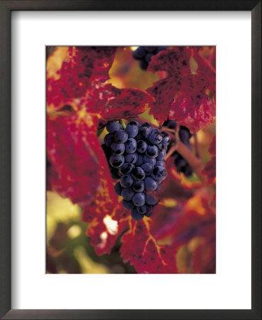 Grapes Ready For Harvest, Napa Valley, Ca by Robert Houser Pricing Limited Edition Print image