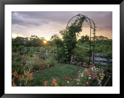 Garden, Appledore, Isles Of Shoals, Nh by Kindra Clineff Pricing Limited Edition Print image
